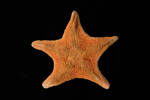 Asterina miniata, MA79155, © Auckland Museum CC BY