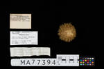 Pseudechinus novaezealandiae, MA77394, © Auckland Museum CC BY