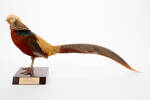 Chrysolophus pictus; LB13810; © Auckland Museum CC BY