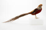 Chrysolophus pictus; LB13811; © Auckland Museum CC BY