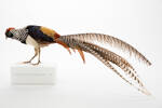 Chrysolophus amherstiae; LB4332; © Auckland Museum CC BY