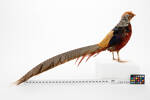 Chrysolophus amherstiae; LB4386; © Auckland Museum CC BY