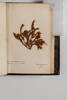 New Zealand Moss book, 2015.6.1, © Auckland Museum CC BY