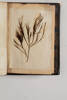 New Zealand Moss book, 2015.6.1, © Auckland Museum CC BY