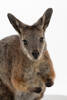 Macropus eugenii; LM827; © Auckland Museum CC BY
