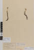Leucogenes leontopodium; AK10190; © Auckland Museum CC BY