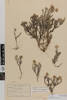 Leucogenes grandiceps; AK10207; © Auckland Museum CC BY