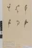 Leucogenes grandiceps; AK10208; © Auckland Museum CC BY