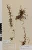 Leptinella traillii pulchella; AK10417; © Auckland Museum CC BY