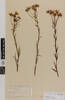 Dolichoglottis lyallii; AK10560; © Auckland Museum CC BY