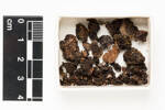 Bartlettiella fragilis, AK221689, © Auckland Museum CC BY