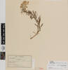 Anaphalioides subrigida; AK10030; © Auckland Museum CC BY