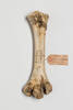 Dinornis novaezealandiae; LB6408; © Auckland Museum CC BY