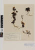 Gentianella montana ionostigma; AK7276; © Auckland Museum CC BY
