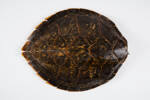 Eretmochelys imbricata; LH1942; © Auckland Museum CC BY