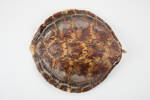 Chelonia mydas; LH645; © Auckland Museum CC BY