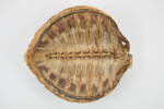 Chelonia mydas; LH645; © Auckland Museum CC BY