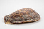 Chelonia mydas; LH645; © Auckland Museum CC BY