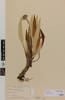 Celmisia petiolata; AK9795; © Auckland Museum CC BY
