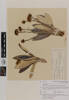 Celmisia semicordata semicordata; AK9870; © Auckland Museum CC BY