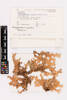 Pseudocyphellaria carpoloma, AK167510, © Auckland Museum CC BY