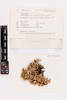 Pseudocyphellaria carpoloma, AK190118, © Auckland Museum CC BY