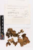 Pseudocyphellaria carpoloma, AK233572, © Auckland Museum CC BY