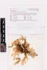 Pseudocyphellaria carpoloma, AK303593, © Auckland Museum CC BY