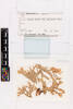 Pseudocyphellaria carpoloma, AK310179, © Auckland Museum CC BY