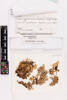 Pseudocyphellaria carpoloma, AK311098, © Auckland Museum CC BY