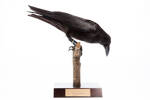 Corvus orru; LB8149; © Auckland Museum CC BY