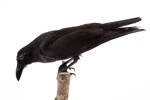 Corvus orru; LB8149; © Auckland Museum CC BY