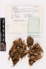 Pseudocyphellaria carpoloma, AK190123, © Auckland Museum CC BY