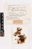 Pseudocyphellaria carpoloma, AK294194, © Auckland Museum CC BY