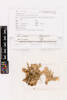 Pseudocyphellaria carpoloma, AK310285, © Auckland Museum CC BY