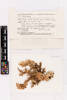 Pseudocyphellaria carpoloma, AK316077, © Auckland Museum CC BY