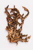 Pseudocyphellaria carpoloma, AK316078, © Auckland Museum CC BY