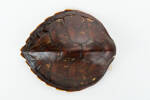 Chelonia mydas; LH1054; © Auckland Museum CC BY