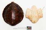 Chelonia mydas; LH1054; © Auckland Museum CC BY