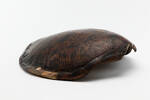 Chelonia mydas; LH858; © Auckland Museum CC BY