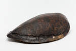 Chelonia mydas; LH858; © Auckland Museum CC BY