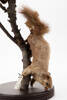 Sciurus niger; LM296; © Auckland Museum CC BY