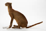 Felis temmincki; LM338; © Auckland Museum CC BY