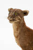 Felis temmincki; LM338; © Auckland Museum CC BY