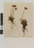 Celmisia hieraciifolia oblonga; AK9773; © Auckland Museum CC BY