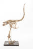 Dinornis novaezealandiae, LB7168, © Auckland Museum CC BY