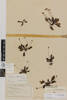 Plantago spathulata; AK8648; © Auckland Museum CC BY