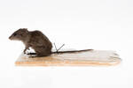 Rattus rattus; LM1529; © Auckland Museum CC BY