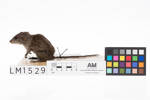 Rattus rattus; LM1529; © Auckland Museum CC BY