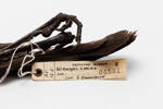 Callaeas cinerea; LB4531; © Auckland Museum CC BY